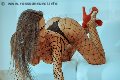 Foto Immagine Alessandra Fogaca Trans Palermo 3447995574 - 28