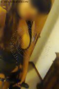 Alessandria Mistress Fenix 338 88 30 800 foto selfie 2
